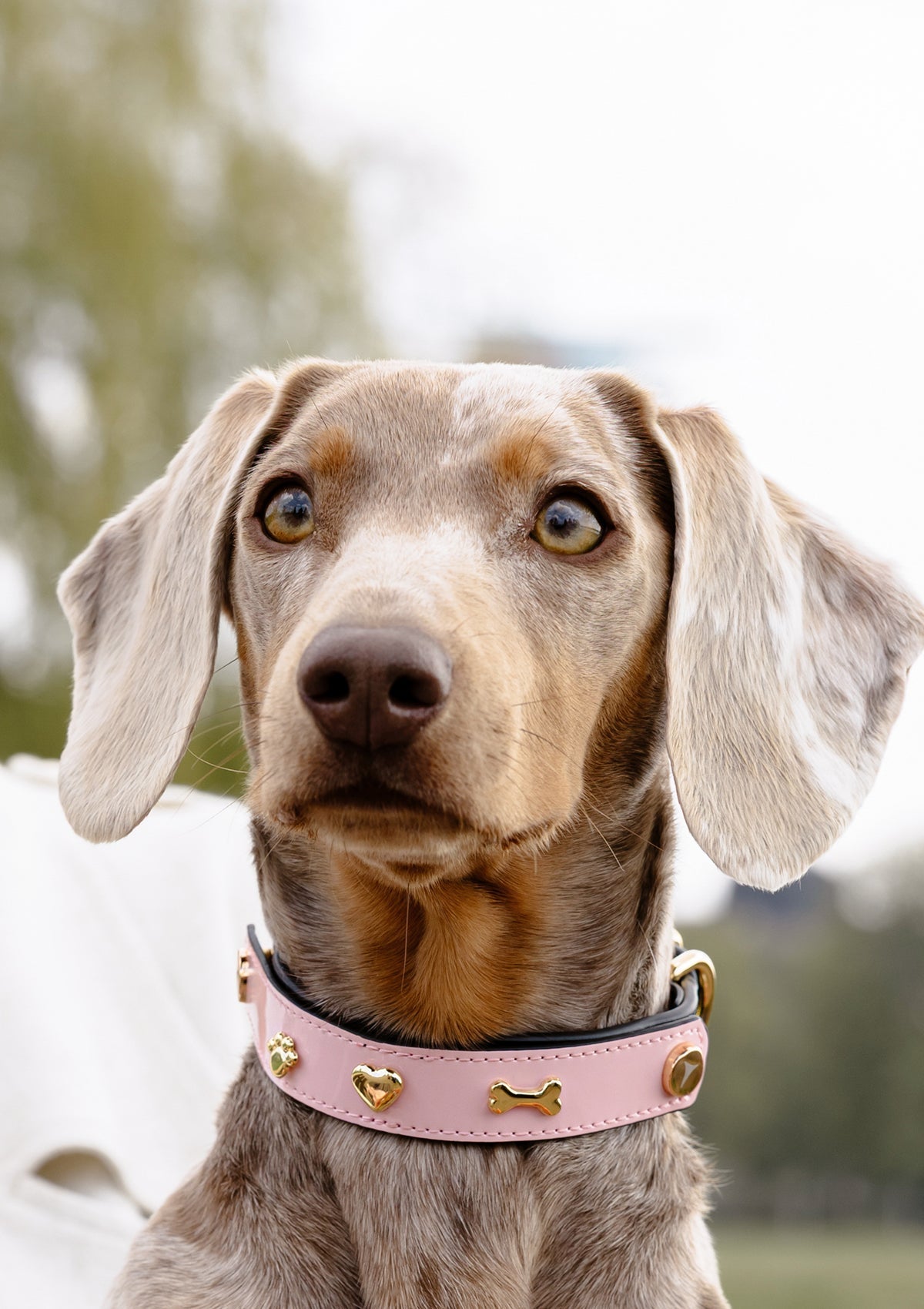 Tragebild mit Model auf neutralem Hintergrund des Produktes Dog Topping City Gloss S-M in der Farbe Classic Dog Collar S-M