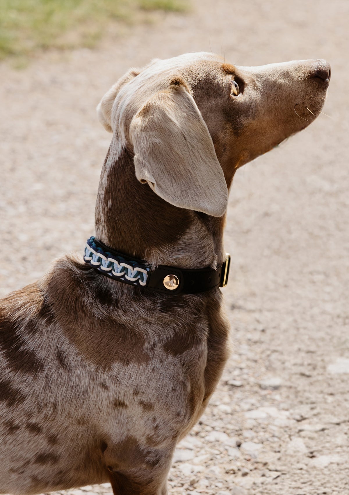 Tragebild mit Model auf neutralem Hintergrund des Produktes Dog Topping Nautic Vibes S-M in der Farbe Classic Dog Collar S-M