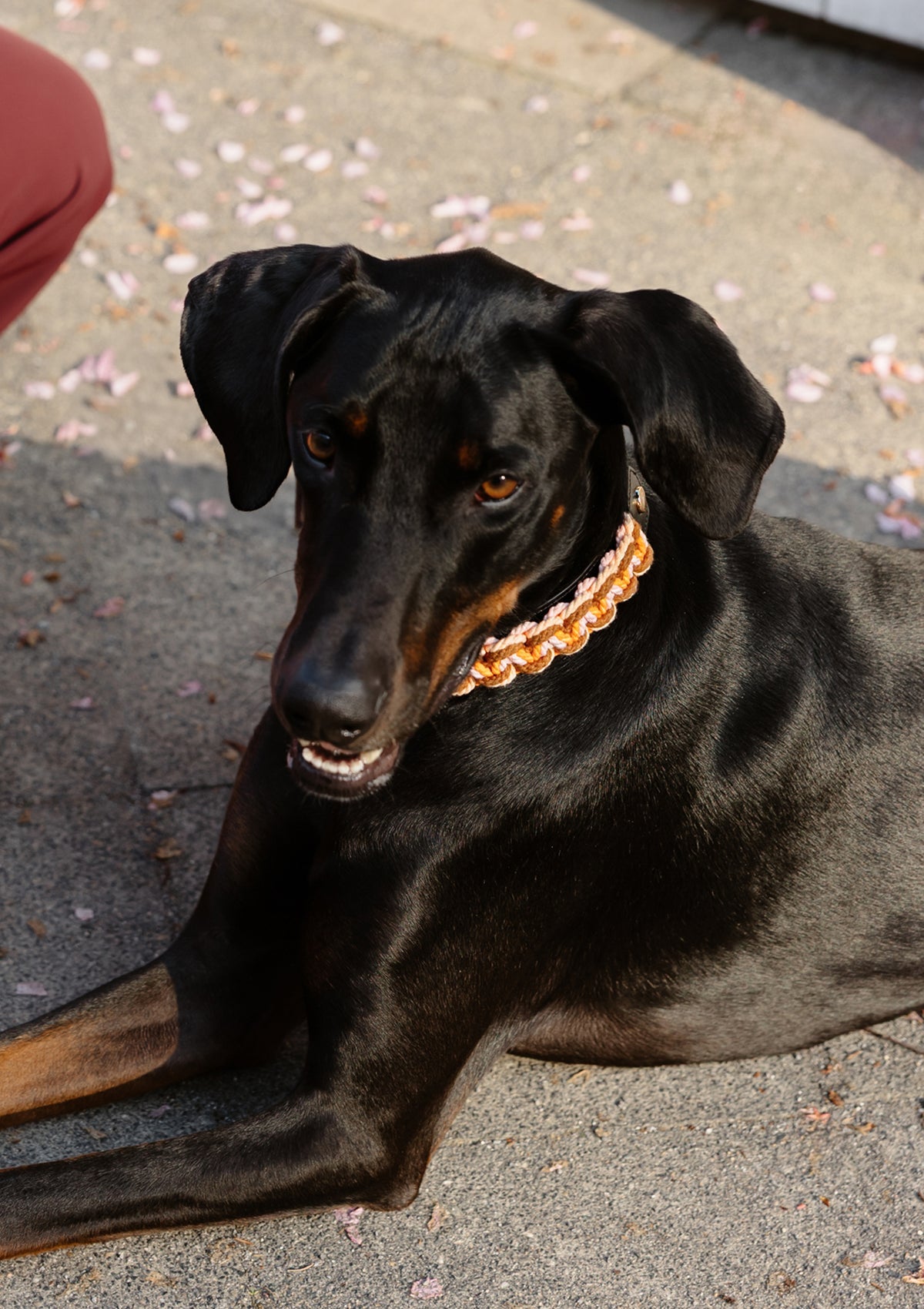 Tragebild mit Model auf neutralem Hintergrund des Produktes Dog Topping Nautic Vibes L in der Farbe Classic Dog Collar L in der Größe L