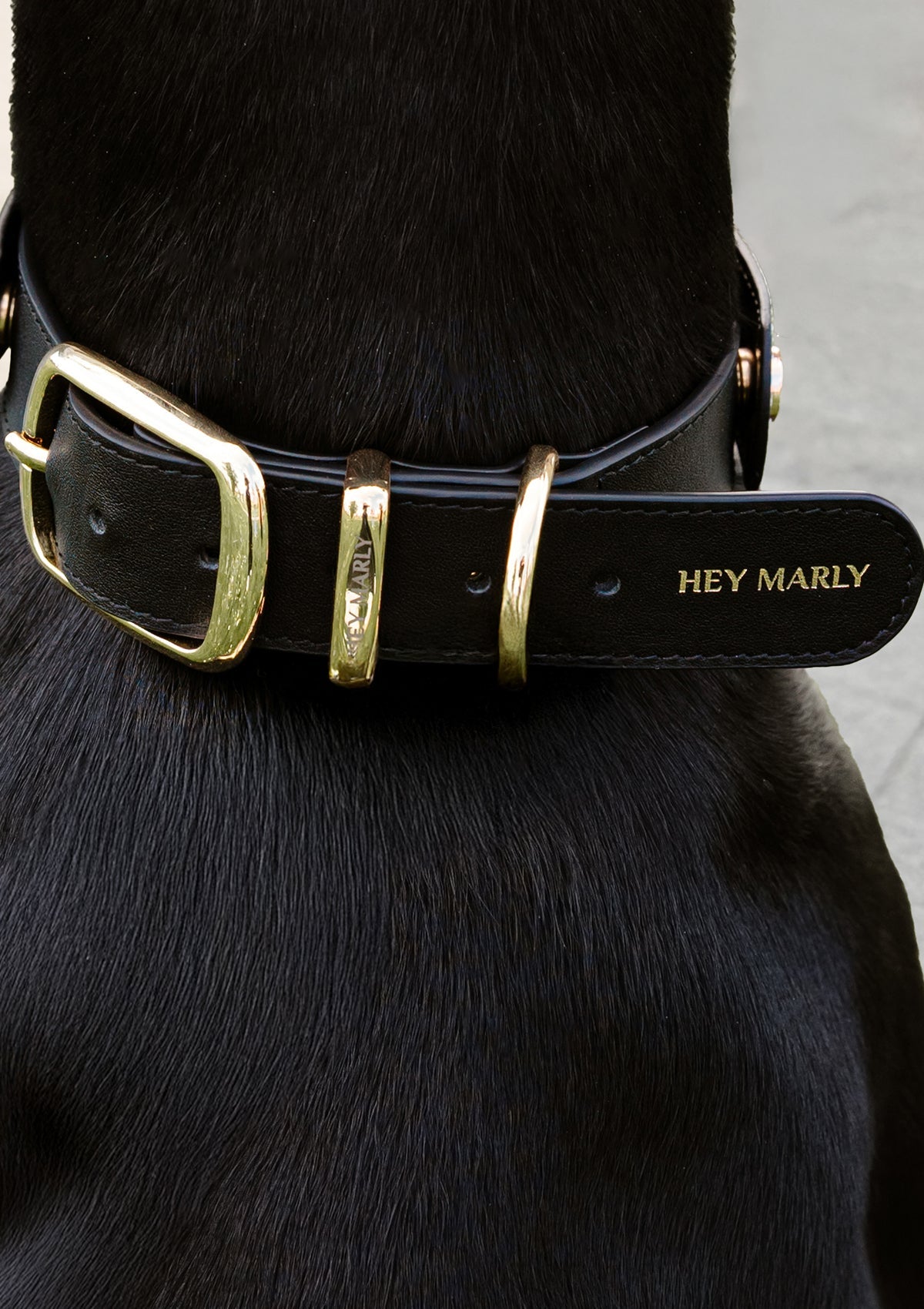 Tragebild mit Model auf neutralem Hintergrund des Produktes Classic Dog Collar L in der Farbe Black in der Größe L