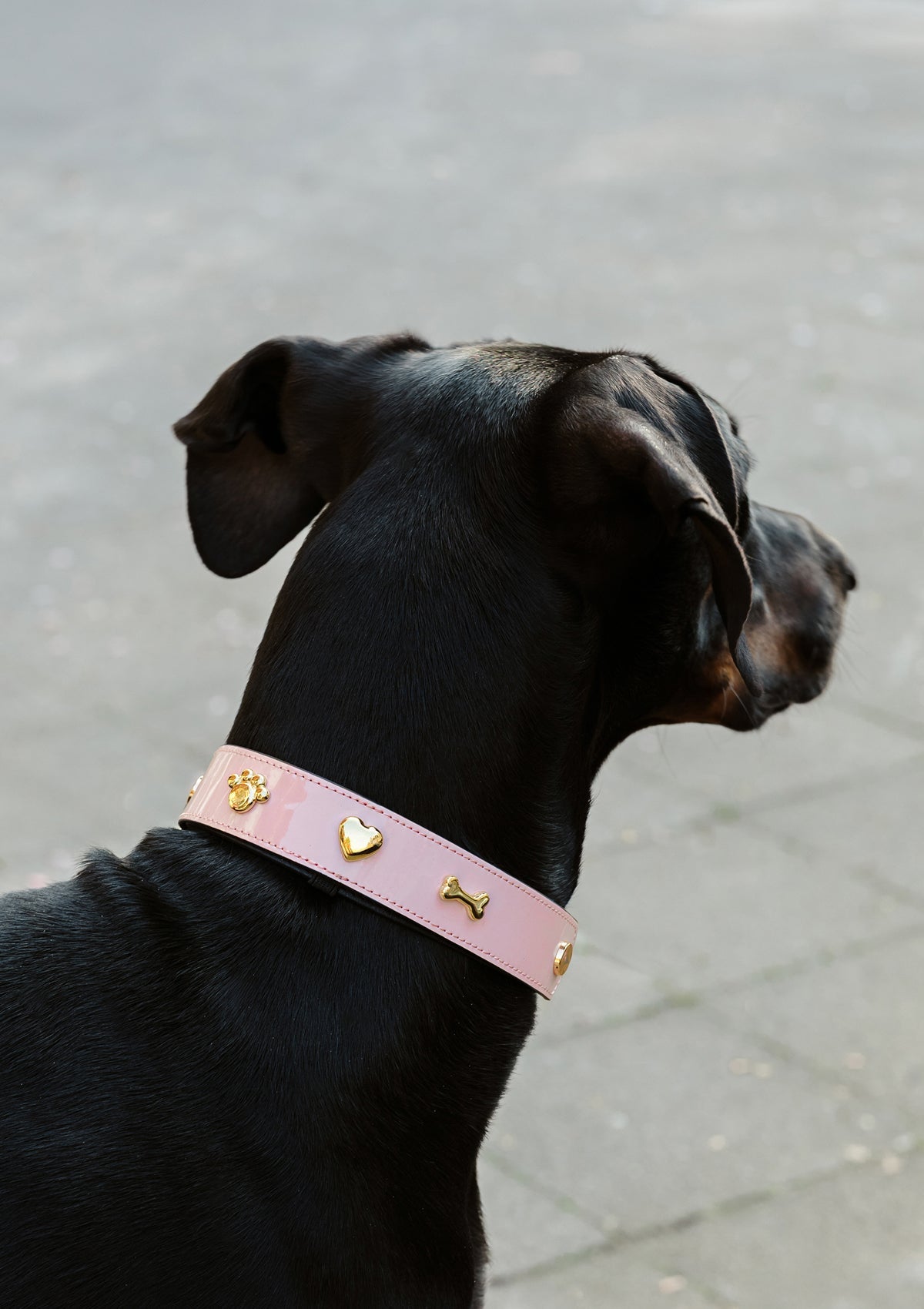 Tragebild mit Model auf neutralem Hintergrund des Produktes Dog Topping City Gloss L in der Farbe Rose Light in der Größe L