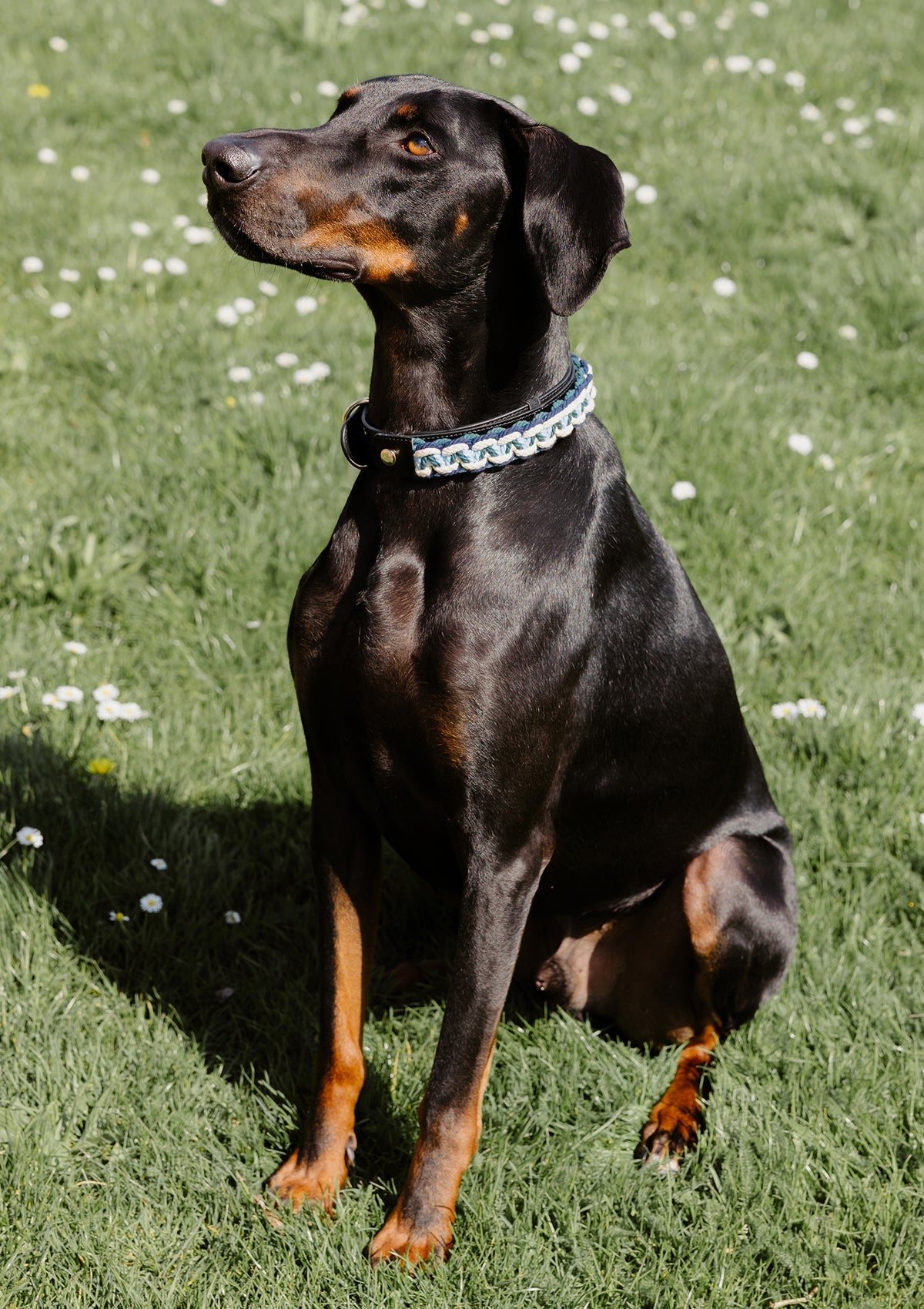 Tragebild mit Model auf neutralem Hintergrund des Produktes Dog Topping Nautic Vibes L in der Farbe Teal in der Größe L