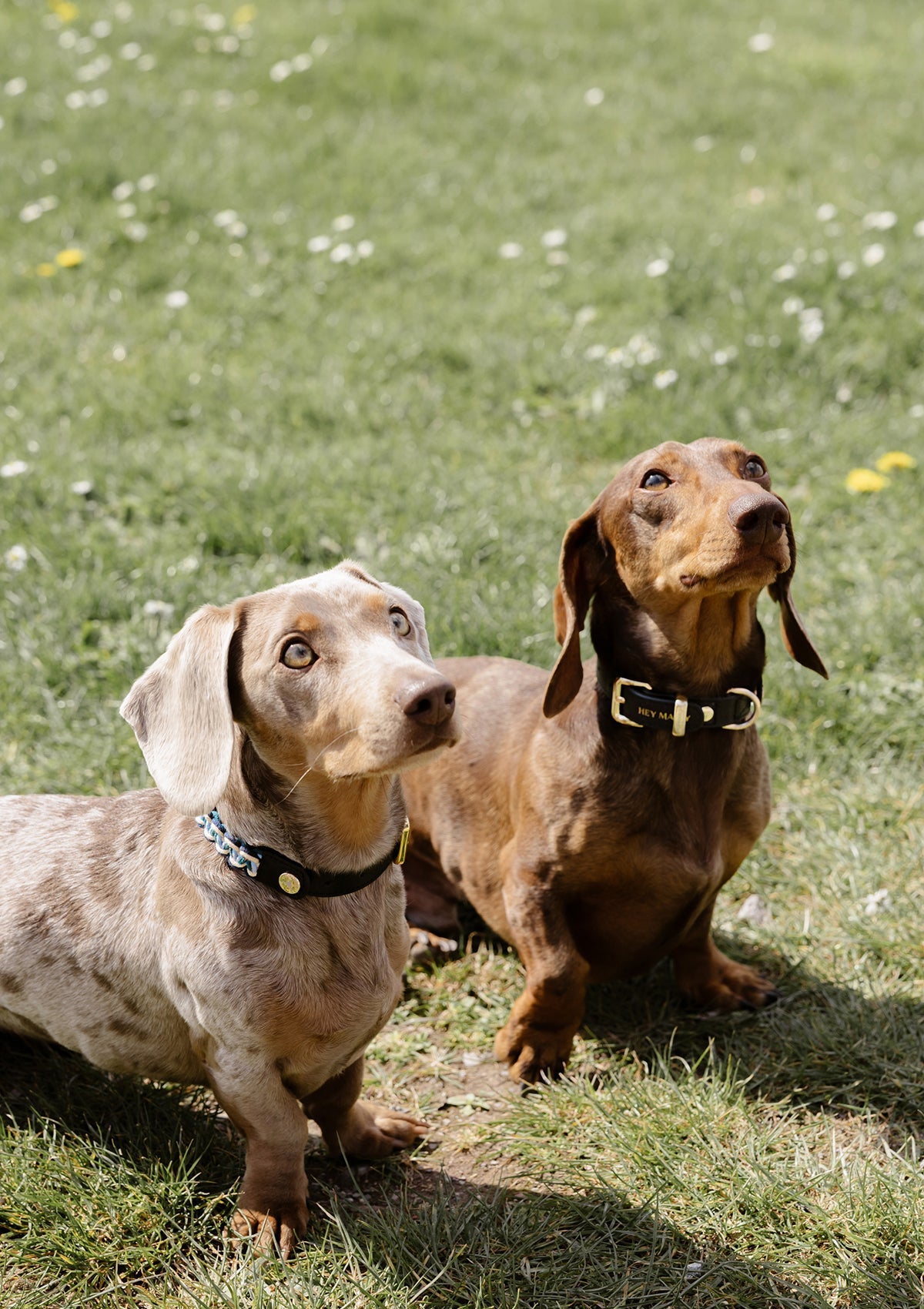 Produktabbildung auf neutralem Hintergrund des Produktes Dog Topping Animal Print S-M in der Farbe Classic Dog Collar S-M