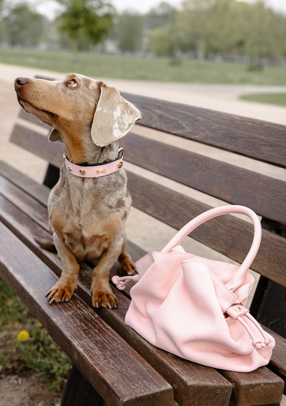 Produktabbildung auf neutralem Hintergrund des Produktes Dog Topping City Gloss S-M in der Farbe Classic Dog Collar S-M