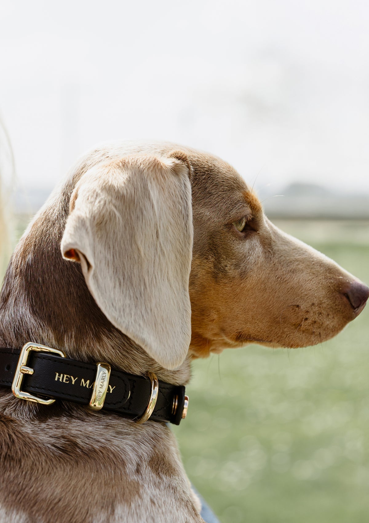 Tragebild mit Model auf neutralem Hintergrund des Produktes Classic Dog Collar S-M in der Farbe Black