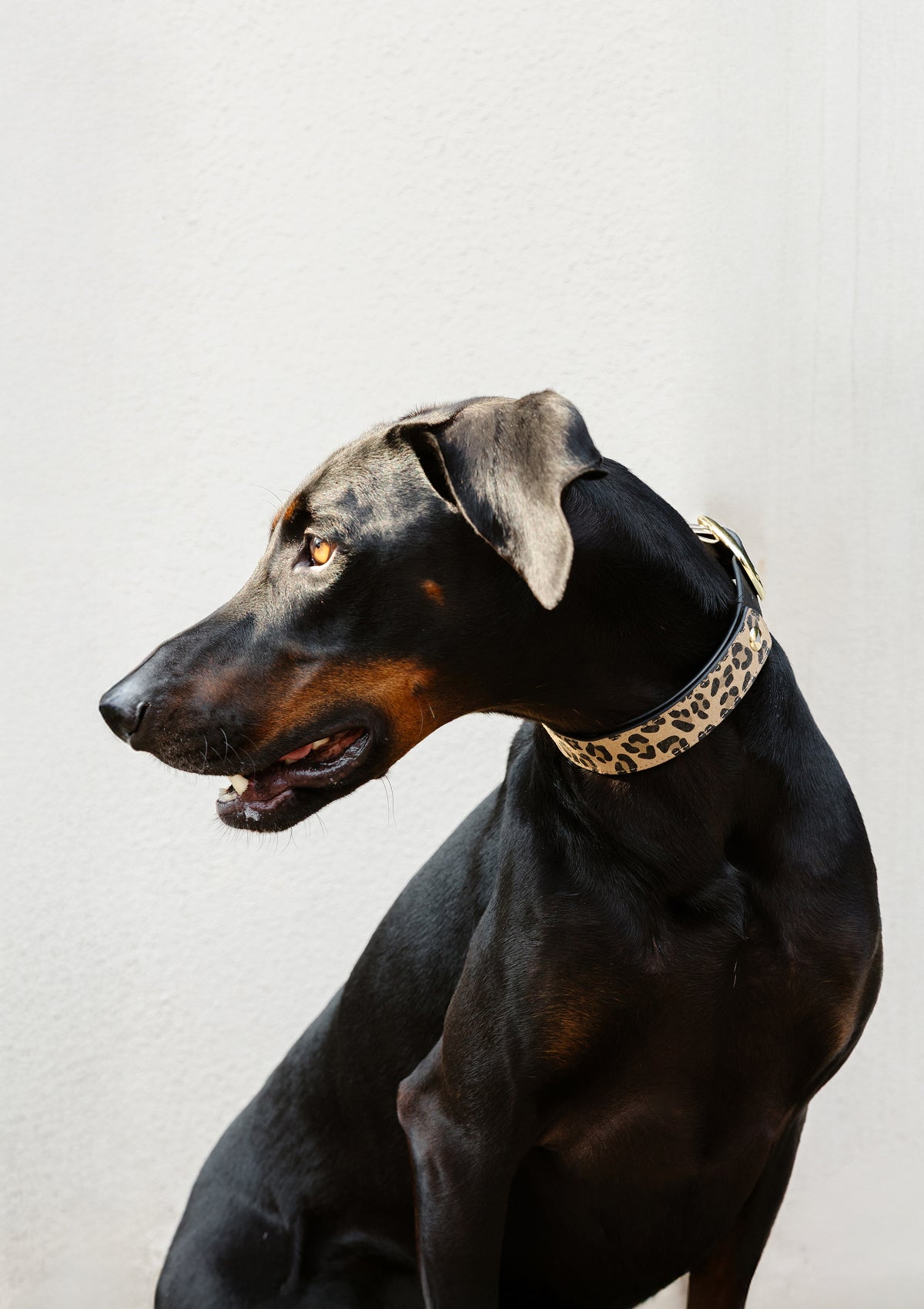 Produktabbildung auf neutralem Hintergrund des Produktes Dog Topping Animal Print L in der Farbe Classic Dog Collar L in der Größe L