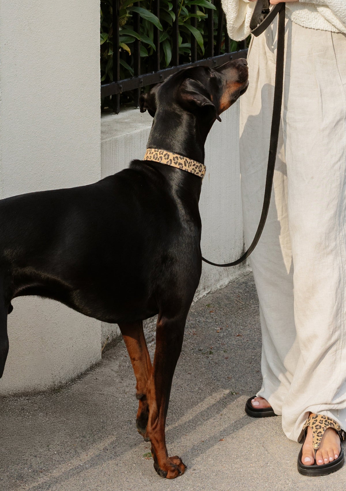 Produktabbildung auf neutralem Hintergrund des Produktes Dog Topping Animal Print L in der Farbe Classic Dog Collar L in der Größe L