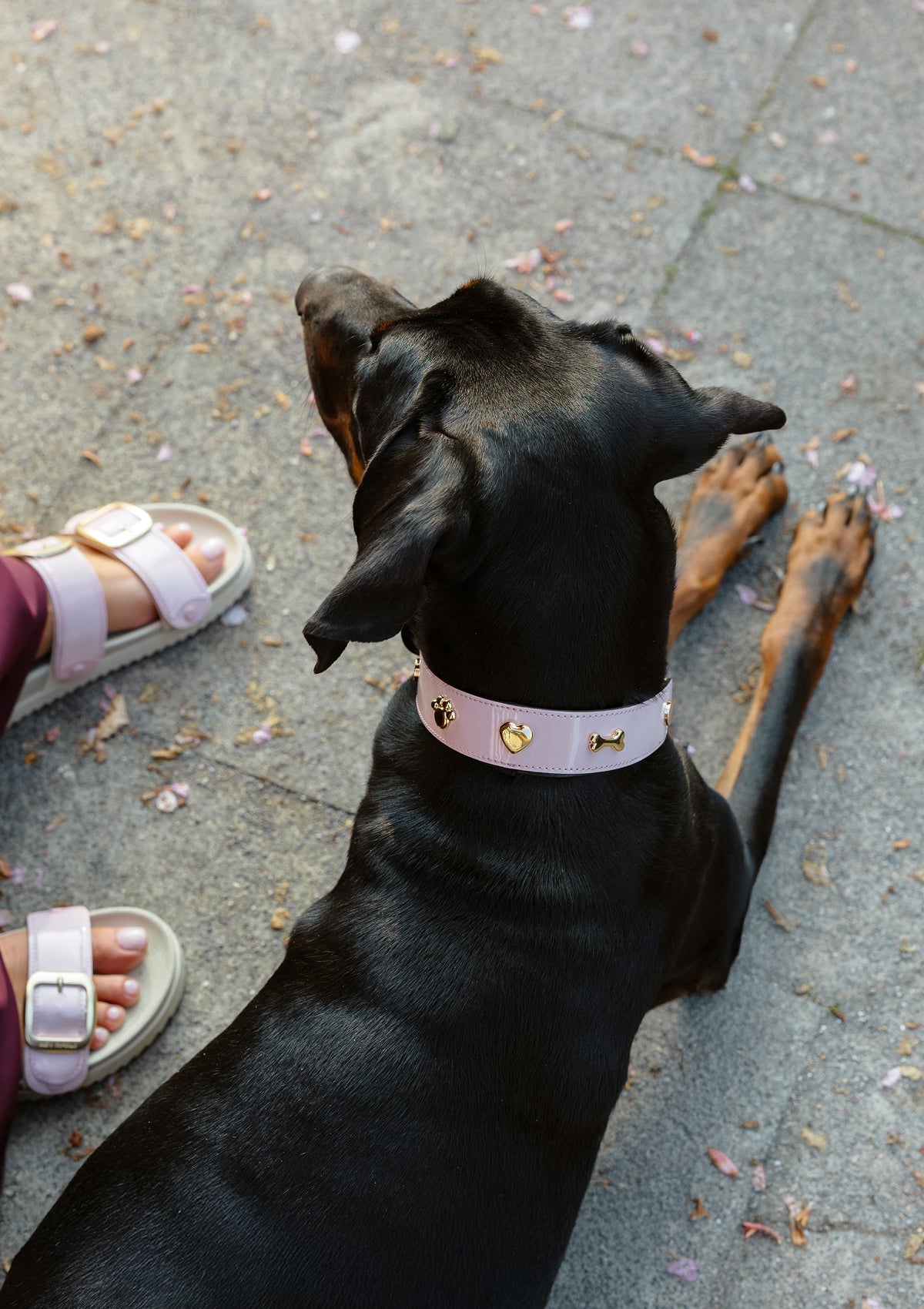 Produktabbildung auf neutralem Hintergrund des Produktes Dog Topping City Gloss L in der Farbe Classic Dog Collar L in der Größe L