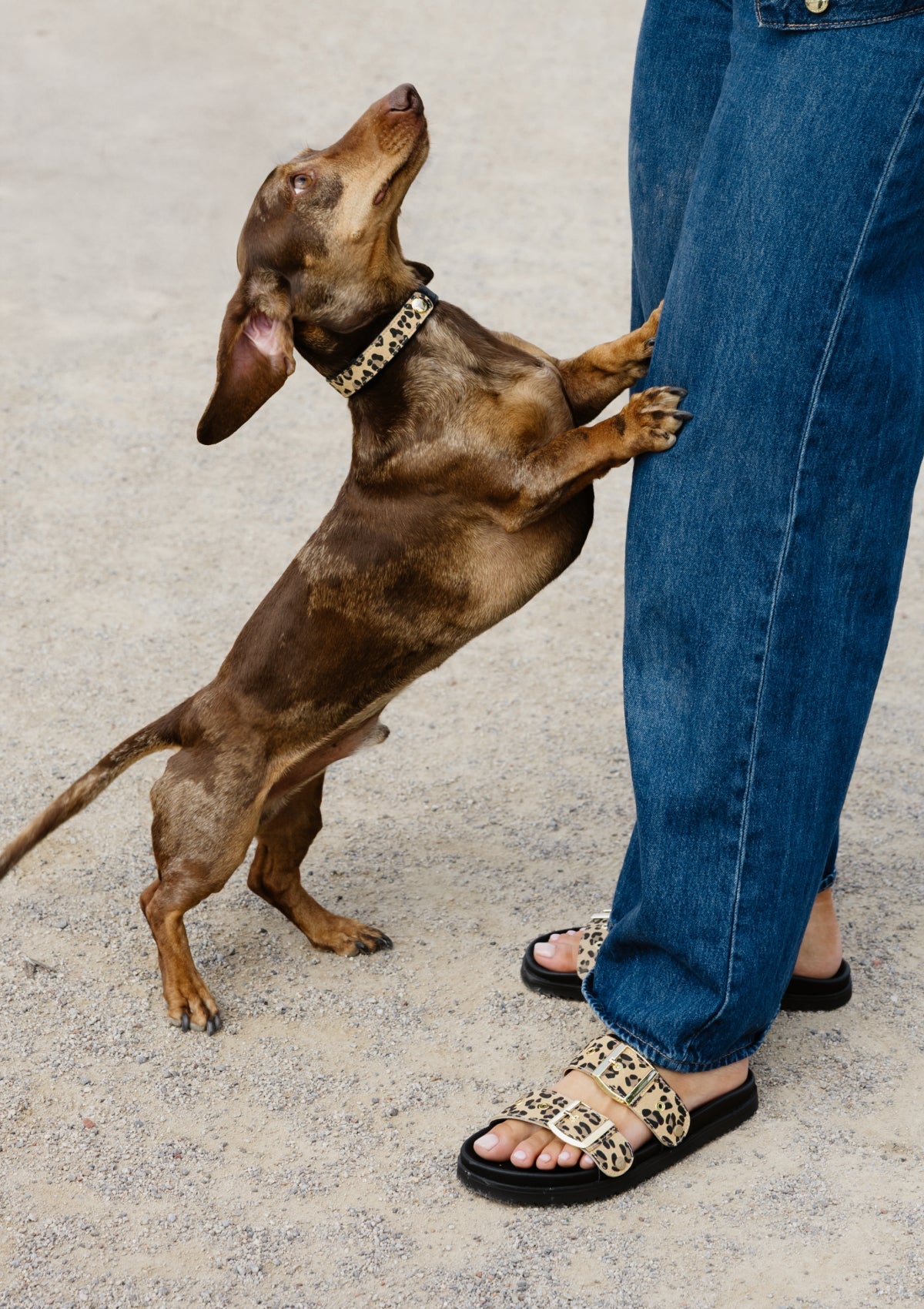 Tragebild mit Model auf neutralem Hintergrund des Produktes Dog Topping Animal Print S-M in der Farbe Leo Sand