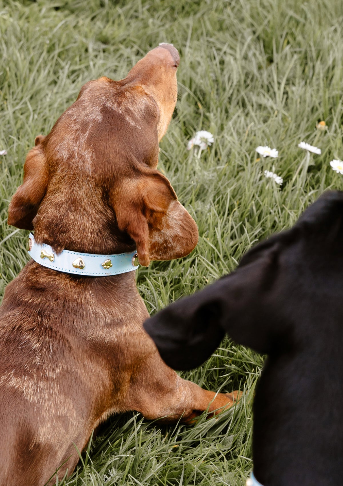 Tragebild mit Model auf neutralem Hintergrund des Produktes Dog Topping City Gloss S-M in der Farbe Blue Light